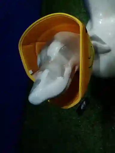 Collar Isabelino Con Diseño De Pato Talla L