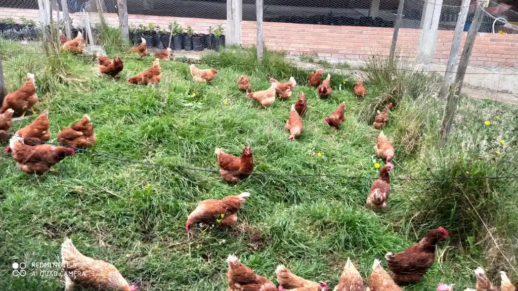 Huevos Extra Grandes Aaa Ecologicos