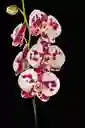 Orquidea Grande De 1 Varas Palamos Con Matera Blanca