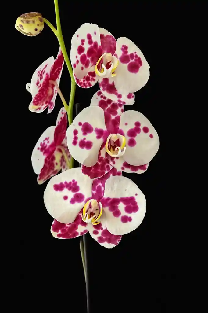 Orquidea Grande De 1 Varas Palamos Con Matera Blanca