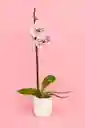 Orquidea Grande De 1 Varas Palamos Con Matera Blanca