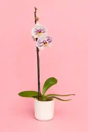 Orquidea Grande De 1 Varas Palamos Con Matera Blanca