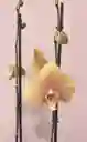 Orquidea Grande De 1 Varas Naranja Con Matera Blanca