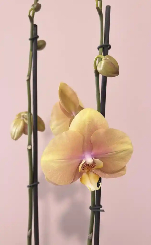 Orquidea Grande De 1 Varas Naranja Con Matera Blanca