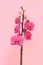 Orquidea Grande De 1 Varas Naranja Con Matera Blanca