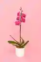 Orquidea Grande De 1 Varas Naranja Con Matera Blanca