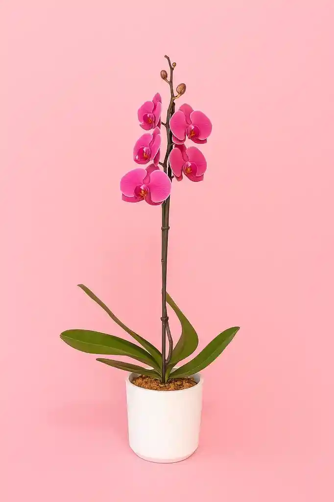 Orquidea Grande De 1 Varas Naranja Con Matera Blanca