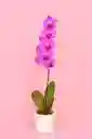 Orquidea Grande De 1 Varas Rosada Con Matera Blanca