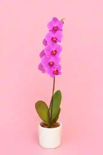 Orquidea Grande De 1 Varas Rosada Con Matera Blanca