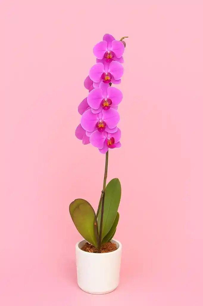 Orquidea Grande De 1 Varas Rosada Con Matera Blanca