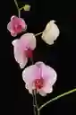 Orquidea Grande De 1 Varas Rosada Con Matera Blanca