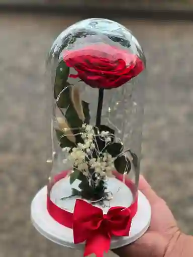 Rosa Roja Preservada