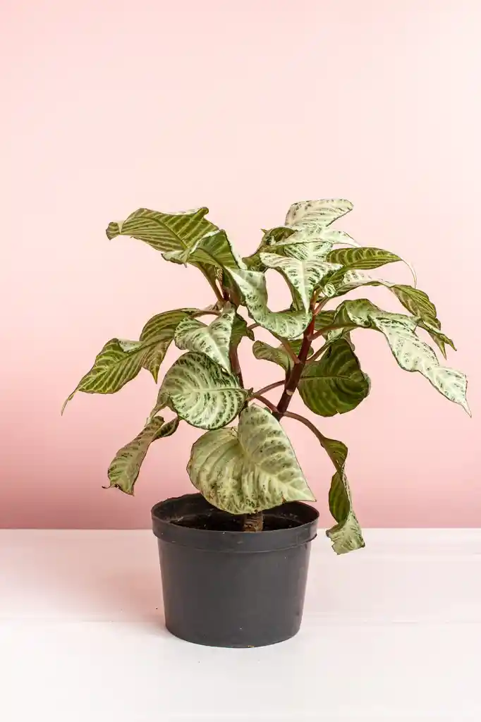 Planta Afelandra Variegada