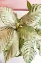 Planta Afelandra Variegada
