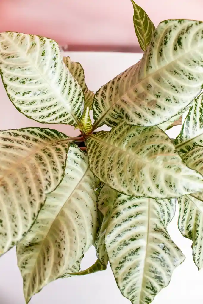 Planta Afelandra Variegada
