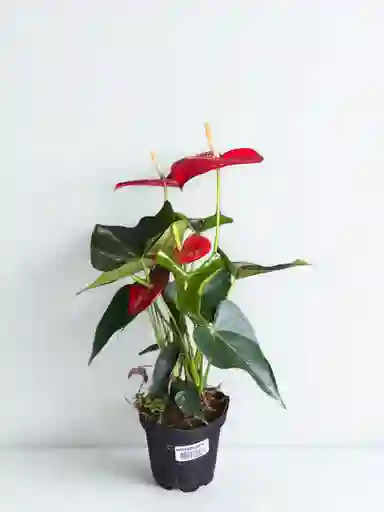 Maceta De Anturio Roja