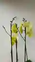 Orquidea Amarilla Limon X3 Tallos