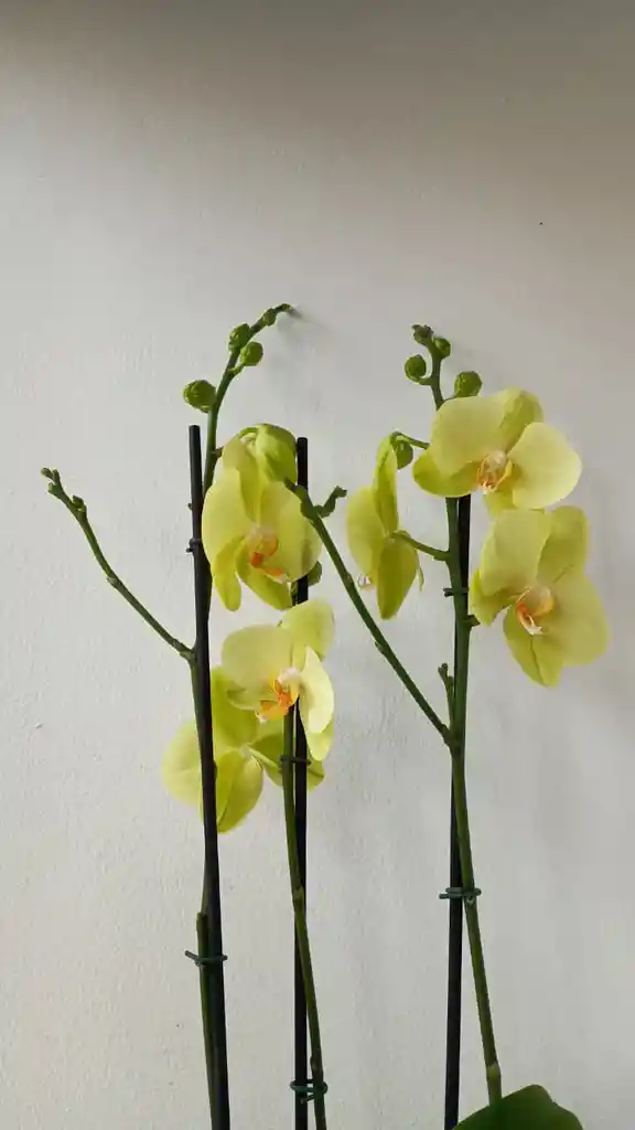 Orquidea Amarilla Limon X3 Tallos
