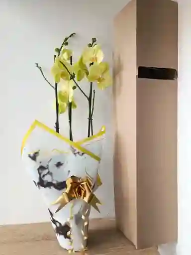 Orquidea Amarilla Limon X3 Tallos
