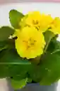 Planta Primula Amarilla
