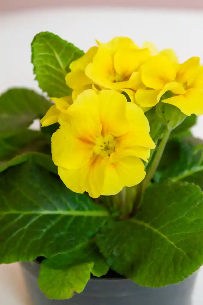 Planta Primula Amarilla