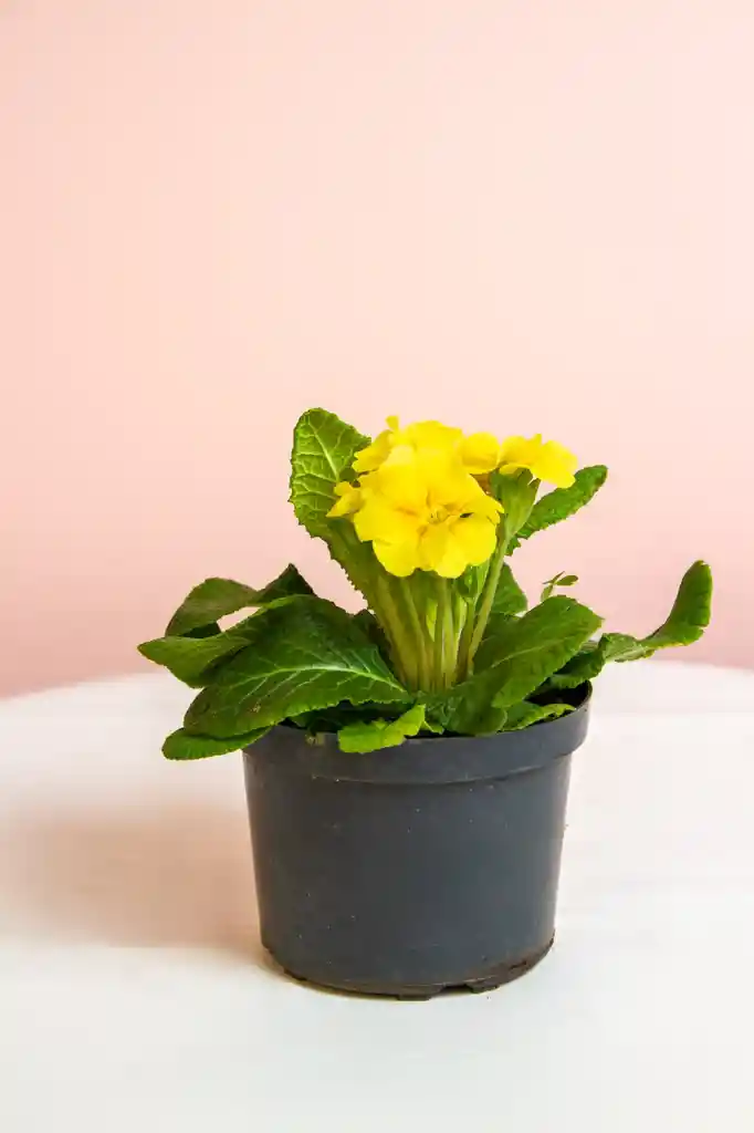 Planta Primula Amarilla