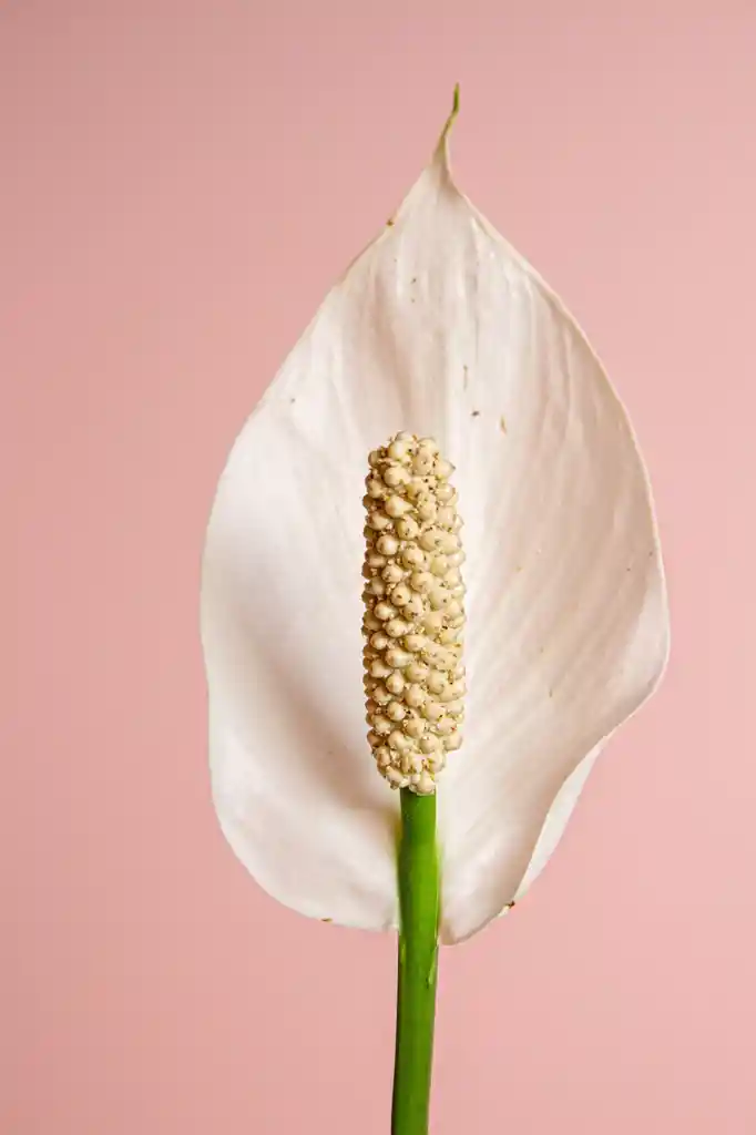 Planta Cuna De Moisés