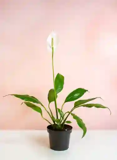 Planta Cuna De Moisés