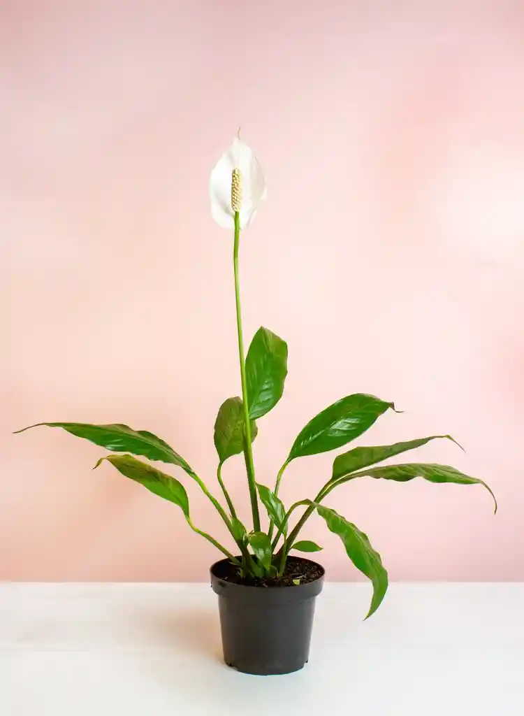 Planta Cuna De Moisés