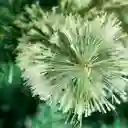 Árbol De Navidad Cashmere 1.80mt Expressions