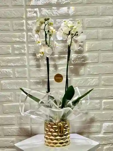 Orquídeas