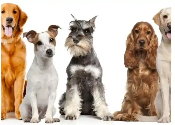 2 Kg De Cabanos+3 Kg De Cocos