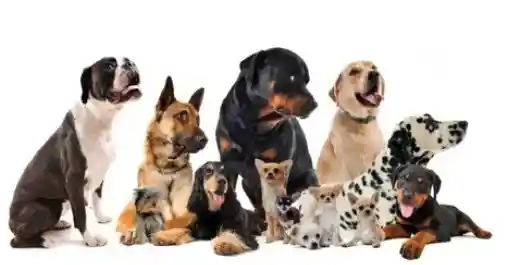 2 Kg De Cabanos+2kg De Monedas