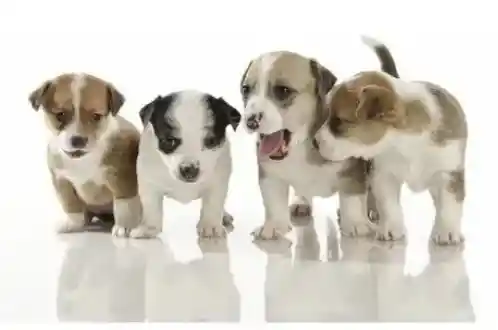 2 Kg De Cabanos+2kg De Monedas