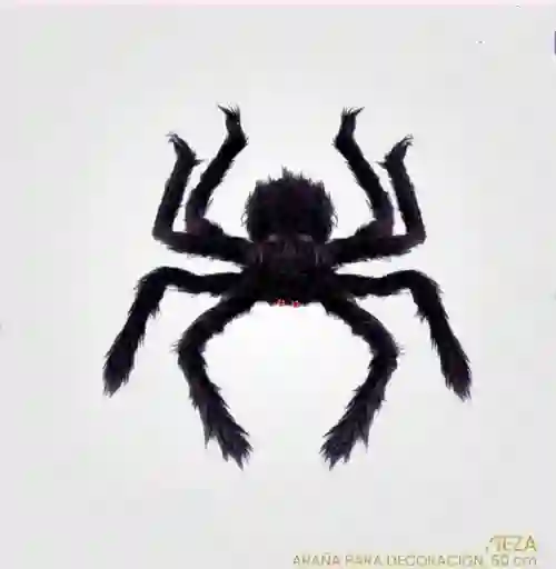 Araña Peluda Grande