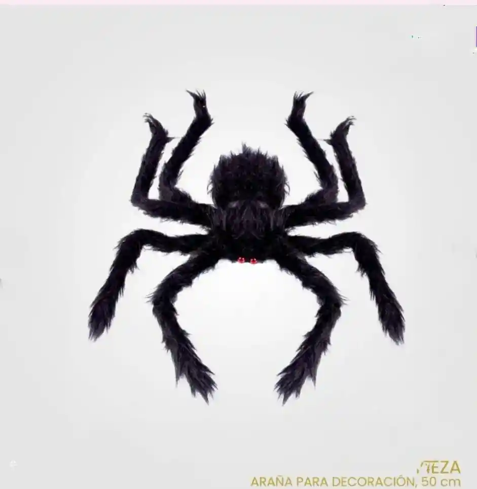 Araña Peluda Grande
