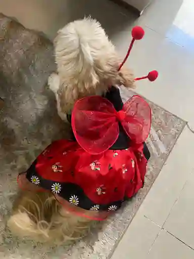 Disfraz Para Mascota Halloween