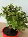 Bonsai Jade Hoja Mini Con 5 Años De Edad