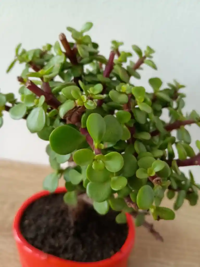 Bonsai Jade Hoja Mini Con 5 Años De Edad