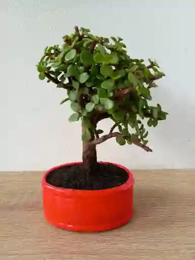 Bonsai Jade Hoja Mini Con 5 Años De Edad