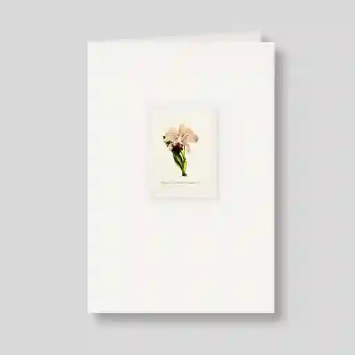 Tarjeta Orquidea