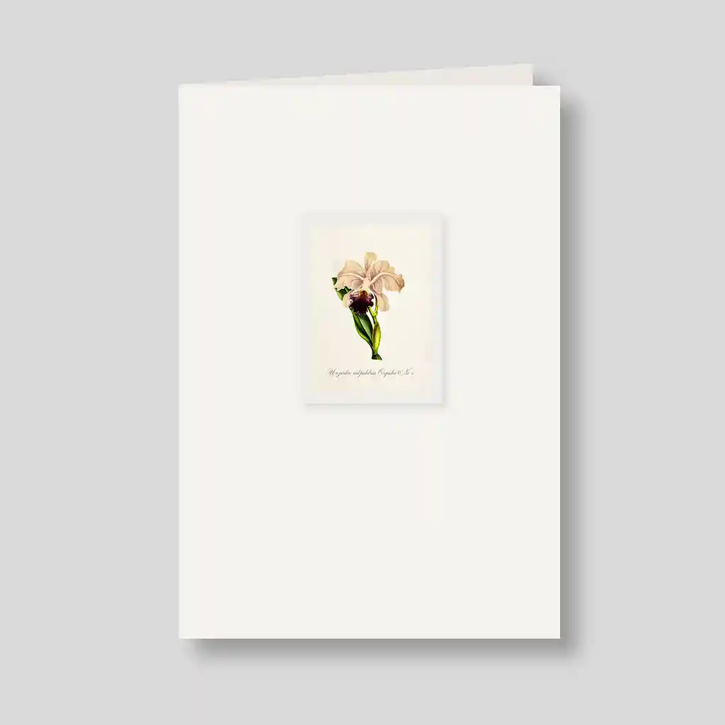 Tarjeta Orquidea