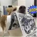 Tela Chirriante Para Cachorros