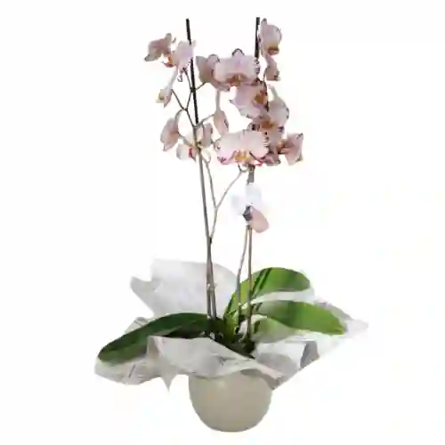 Orquídea Super Premium (phalaenopsis)