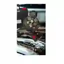 Hidrolavadora Inalambrica Portátil Recargable 48v 110v Boquillas Intercambiables