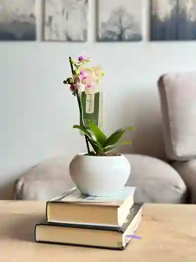 Orquídea Mini Amarilla + Maceta Decorativa