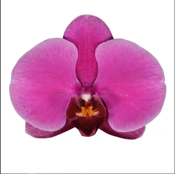 Orquídea Mediana 2 Varas Con Matera
