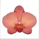 Orquidea Mediana 1 Vara Con Matera