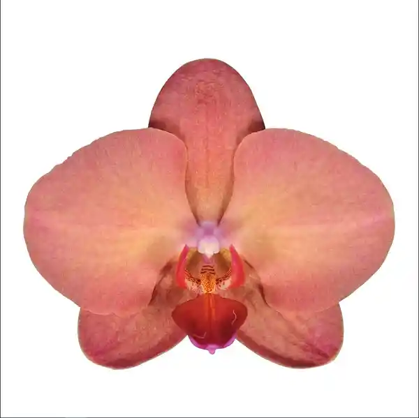 Orquidea Mediana 1 Vara Con Matera