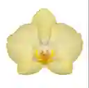 Orquidea Mediana 1 Vara Con Matera